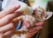 Panduan Memberikan Susu pada Anak Kucing Sesuai Kebutuhan
