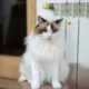 Mengenal Ragdoll Cat dan Pemeliharaan Bulunya